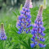 500 гр. Люпин узколистный - семена (лат. Lupinus angustifolius L)